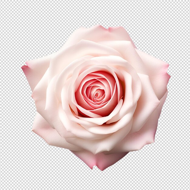 Pink rose flower head isolated on white