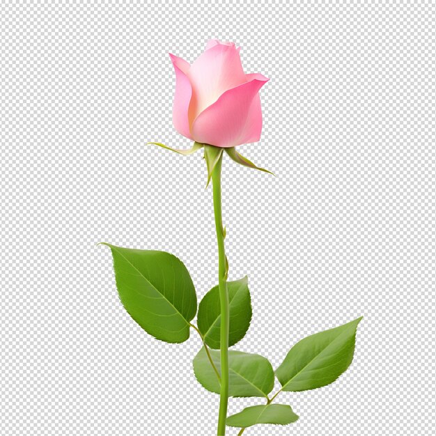 PSD pink rose flower head isolated on white