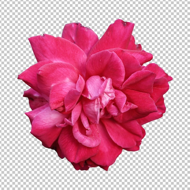 Pink rose flower isolated rendering