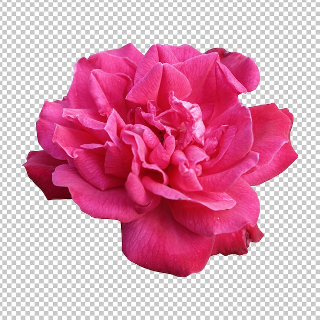 Pink rose flower isolated rendering