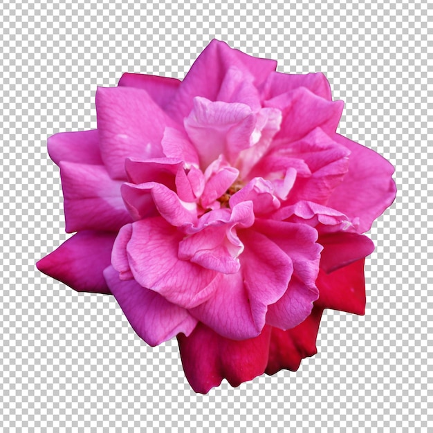 Pink rose flower isolated rendering