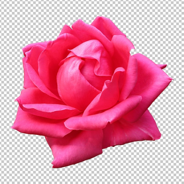 PSD rendering isolato fiore rosa rosa
