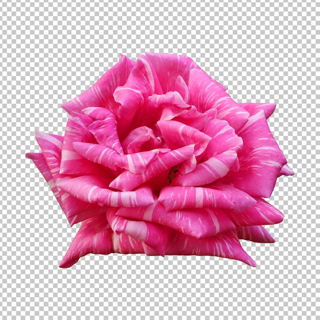 PSD pink rose flower isolated rendering