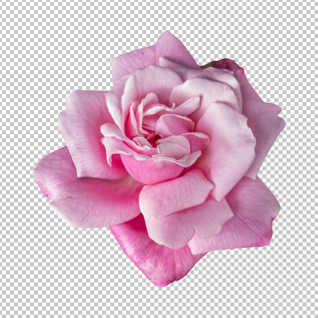 Rendering isolato fiore rosa rosa