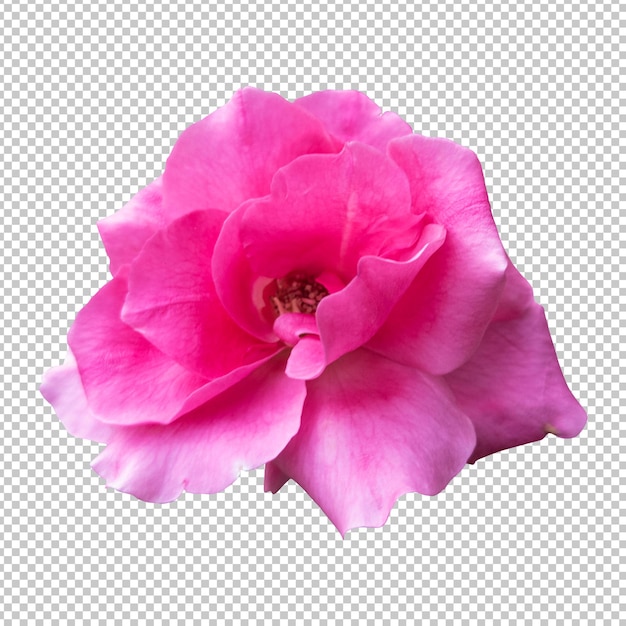 PSD pink rose flower isolated rendering