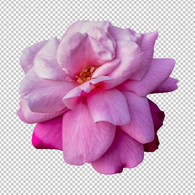粉紅<unk>花孤立的呈現