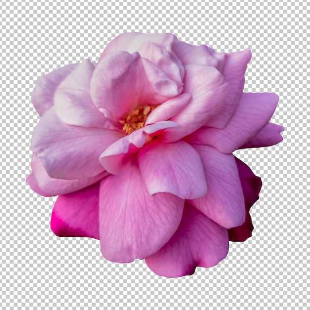 Rendering isolato fiore rosa rosa