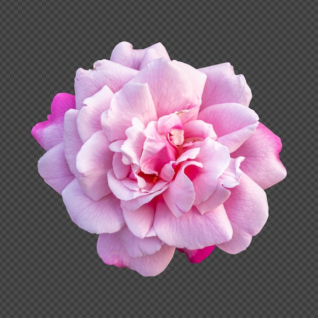 Pink rose flower isolated rendering