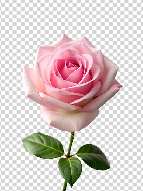 Pink rose flower isolated on transparent background