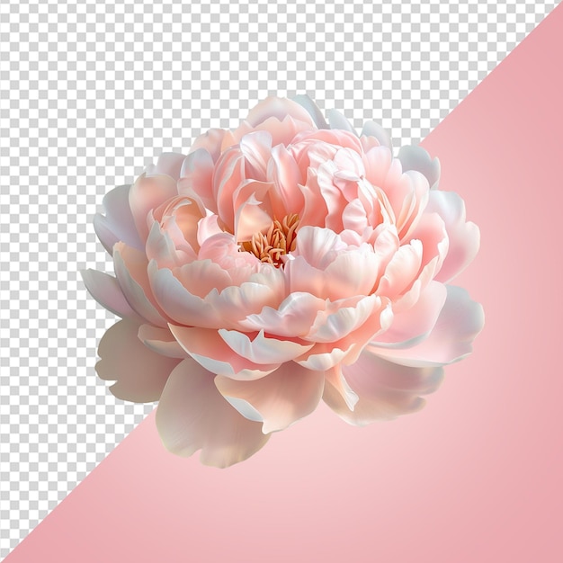 PSD pink rose flower png