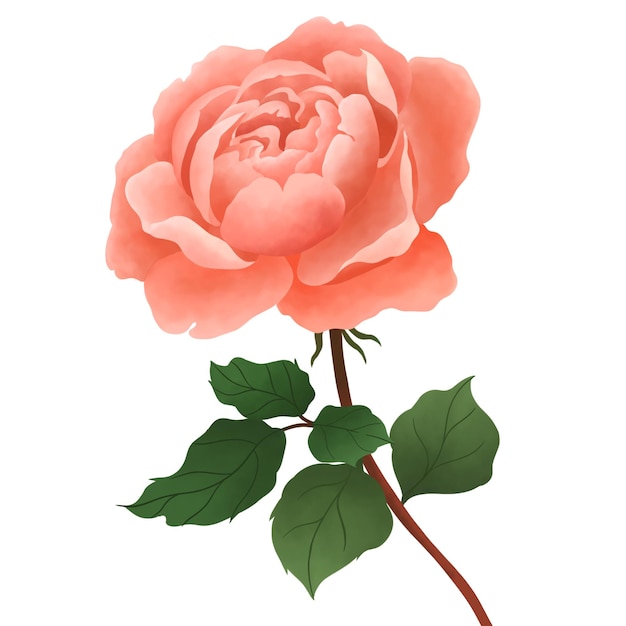 Pink rose flower with leaves decoration illustration