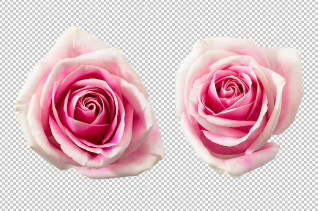 PSD pink rose flowers isolated