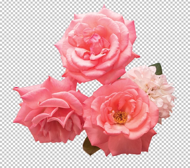 Розовые розы на прозрачном