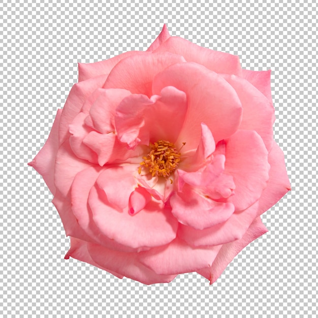 PSD pink rose flowers on transparent