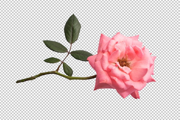 PSD pink rose flowers on transparent