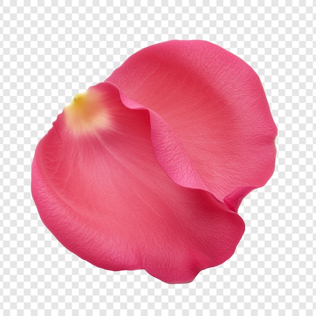 Pink Rose Petal on transparent background