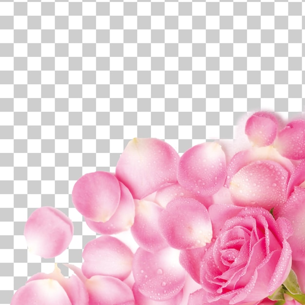 pink rose petals background