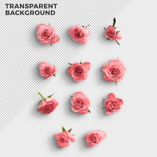 pink rose top view transparent psd