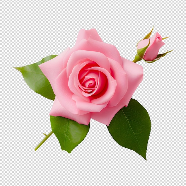 PSD pink rose on white