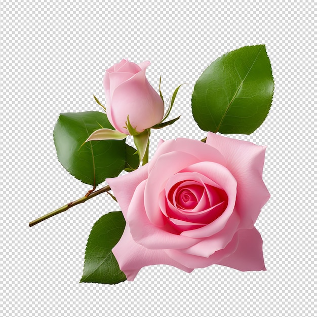 PSD pink rose on white