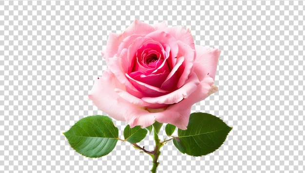 PSD pink rose with green leaves isolated on transparent background top view