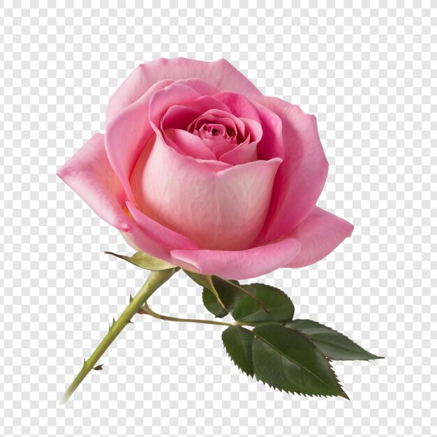 A pink rose with a green stem and a white background