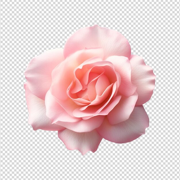 PSD pink rose with water drops isolated