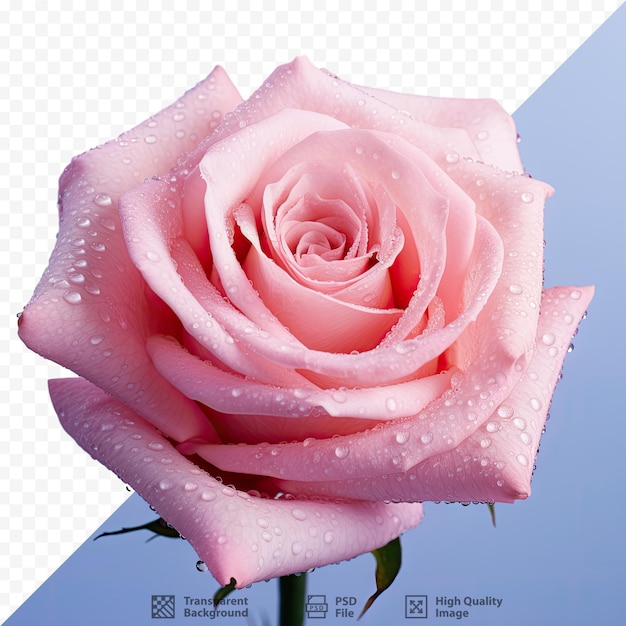 PSD una rosa rosa con gocce d'acqua sopra