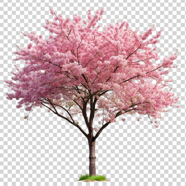 PSD pink sakura tree isolated on transparent background