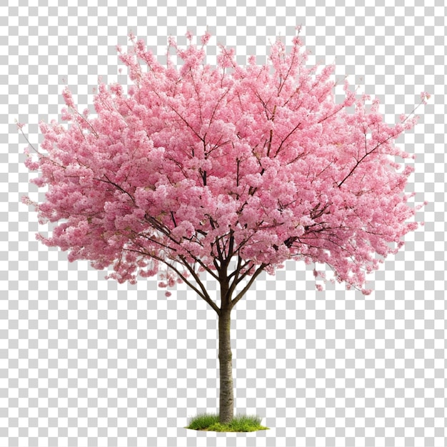 PSD pink sakura tree isolated on transparent background