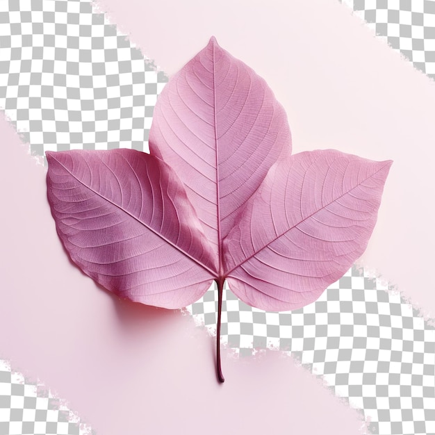 Pink tabebuia rosea leaf isolated on transparent background