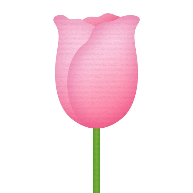 pink tulip editable on psd file