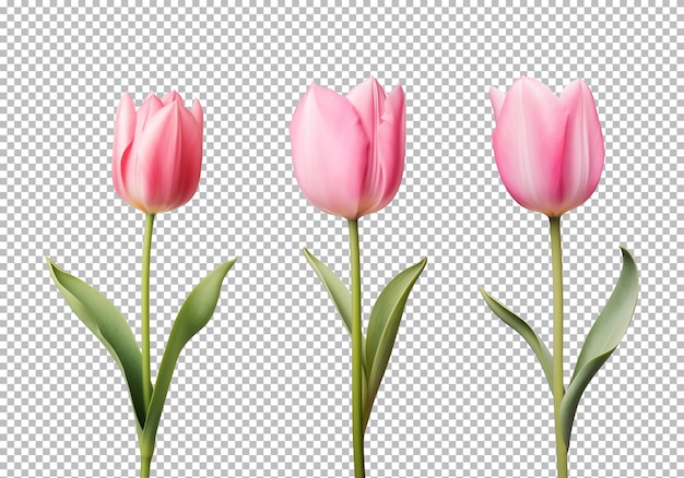 Pink tulip flower collection isolated on a transparent background