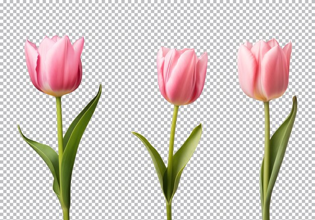 PSD collezione di fiori di tulipano rosa isolati su uno sfondo trasparente