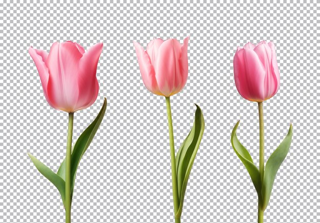 PSD collezione di fiori di tulipano rosa isolati su uno sfondo trasparente