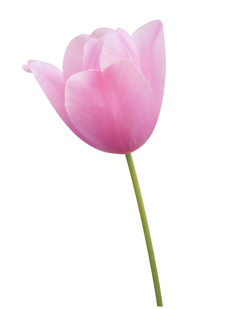 PSD pink tulip transparent background on psd file