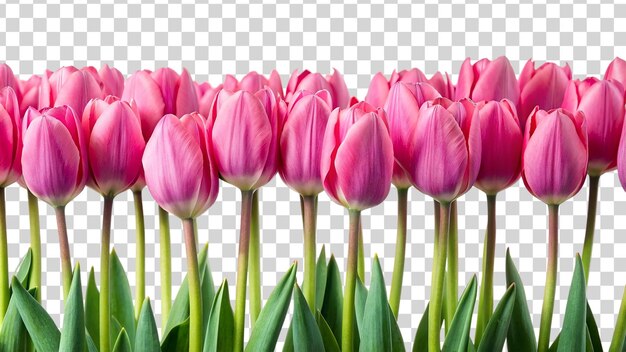 PSD a pink tulip on transparent background