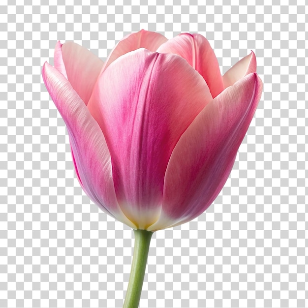 PSD a pink tulip on transparent background