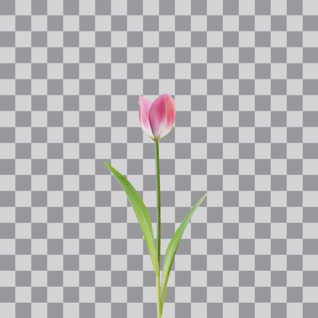 PSD pink tulip