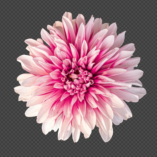 Rendering isolato fiore dalia bianco rosa