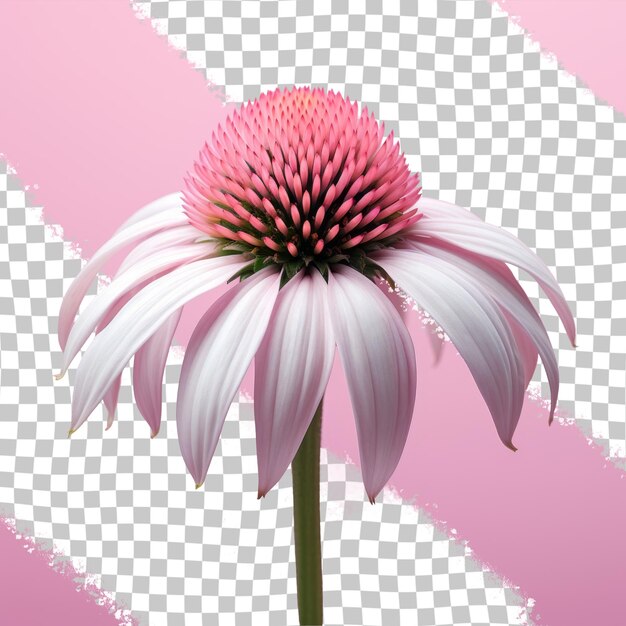 PSD a pink and white flower with a pink background