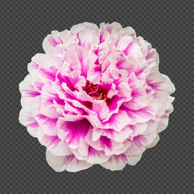 PSD pink white portulaca flower isolated rendering