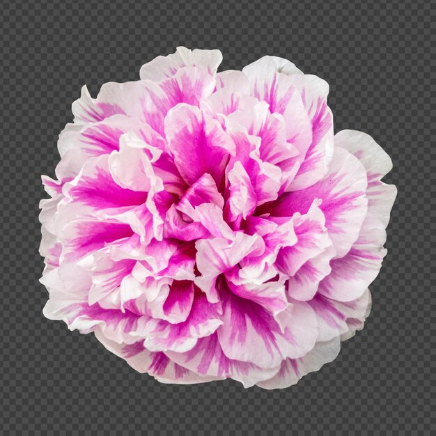 PSD rendering isolato fiore di portulaca bianco rosa