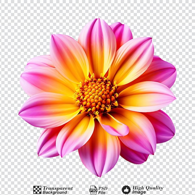 PSD a pink and yellow flower isolated on transparent background