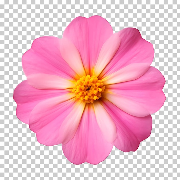 A pink and yellow flower on a transparent background