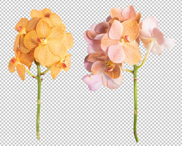 PSD pink-yellow orchid flower transparency wall. floral object.