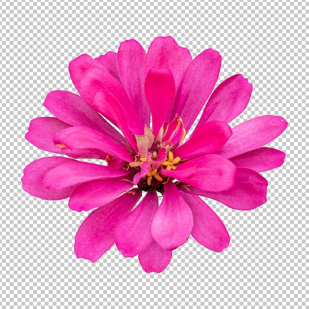 PSD rendering isolato fiore di zinnia rosa