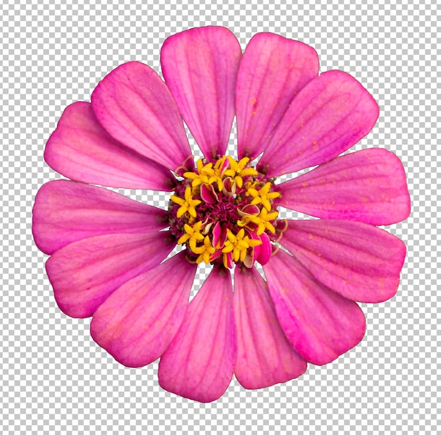 PSD pink zinnia flower isoleate transparency background.