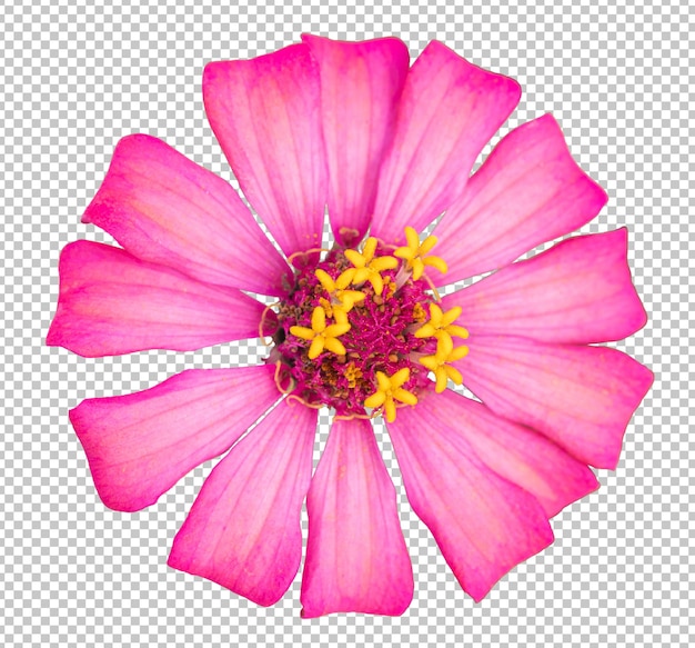 PSD pink zinnia flower isoleate transparency background.