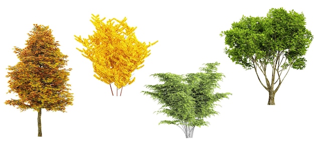 PSD planebeechautumnginkgo gialli isolati su sfondo bianco alberi tropicali isolati utilizzati per la pubblicità di design e l'architettura